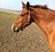 Dansk Varmblod Ravell´s Roxette (Roxy)