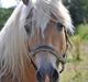 Haflinger Ariel-I *Avlshingst*