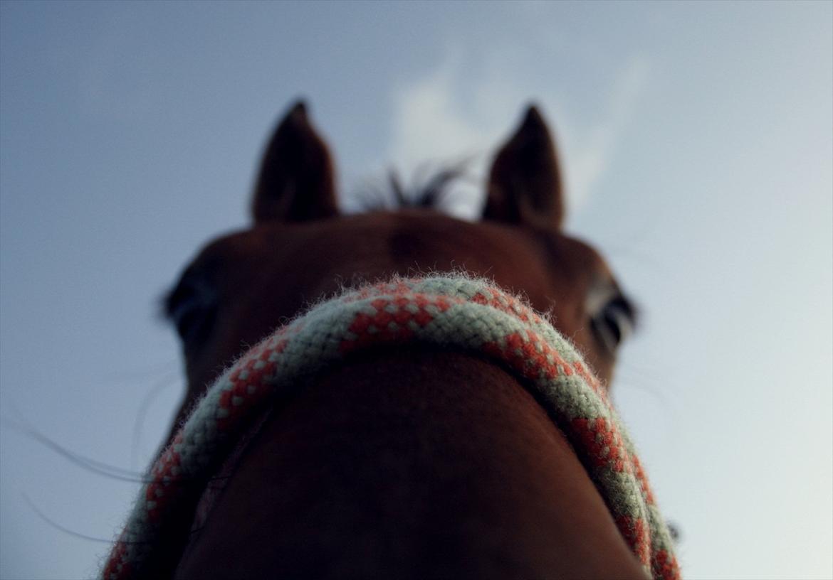 Dansk Varmblod Lillemarkens Cicato - Foto: Anja Andersen (mig) billede 13