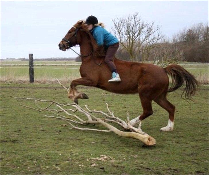 Anden særlig race MJ Mille | Tidl Låne Hest - Foto af Maria billede 8