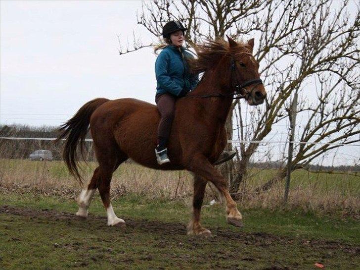 Anden særlig race MJ Mille | Tidl Låne Hest - Foto af Maria billede 2