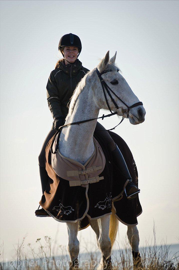 Hannoveraner Ferrari - Vinter-forår 2012 - Meget smuk Ferrari som udvikler sig rigtig fint :-) billede 4