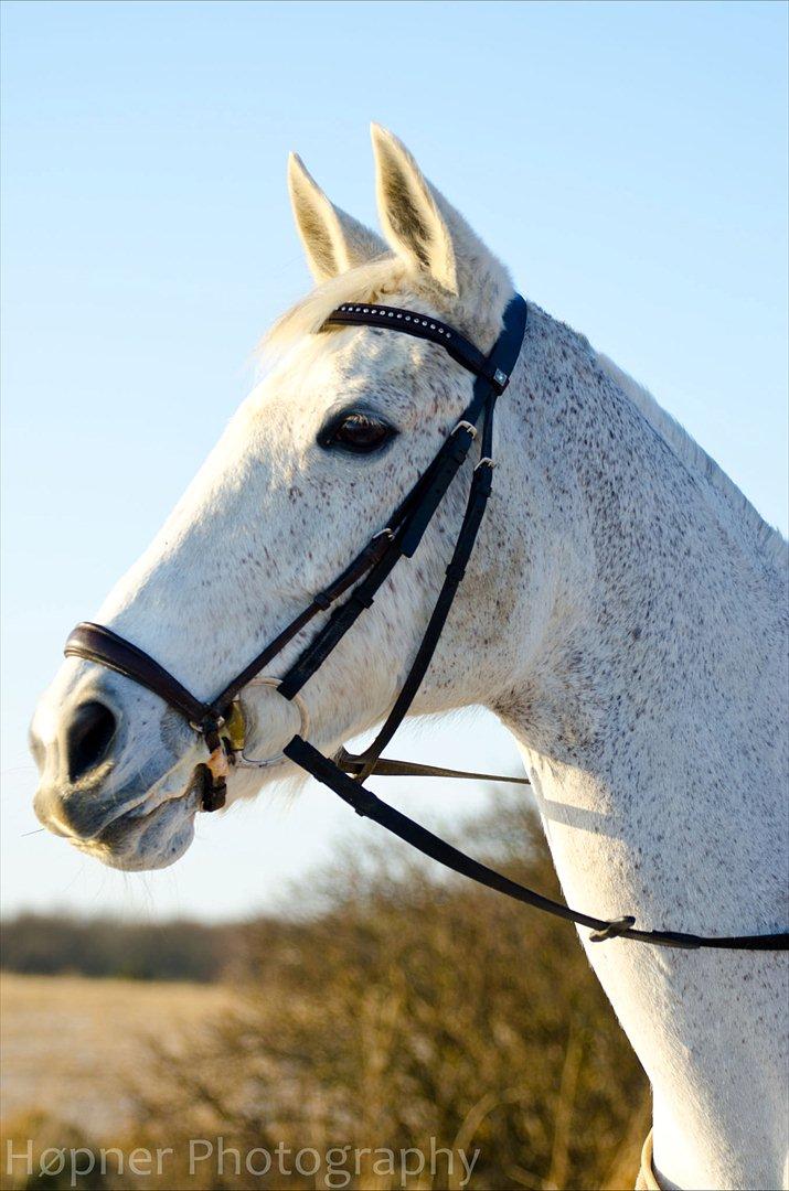 Hannoveraner Ferrari - Vinter-forår 2012 billede 12