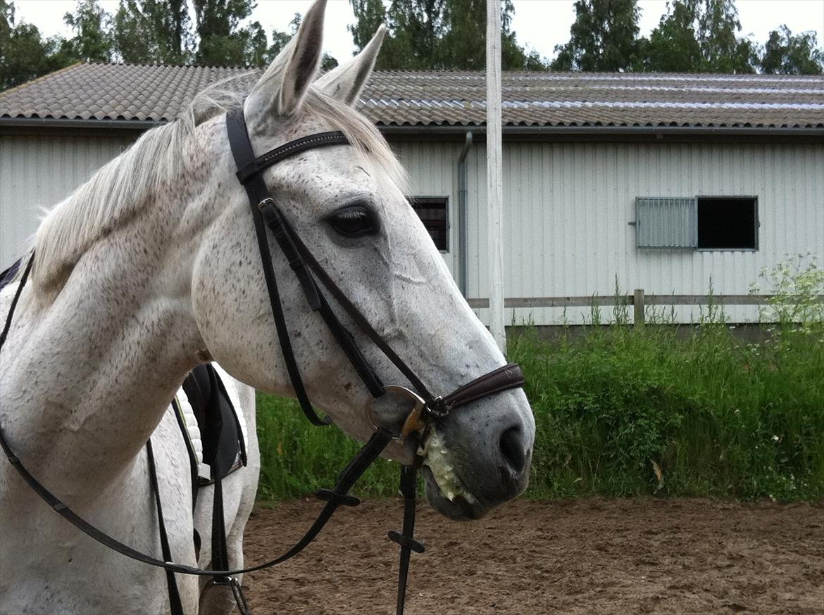 Hannoveraner Ferrari - Sommer 2011 billede 13