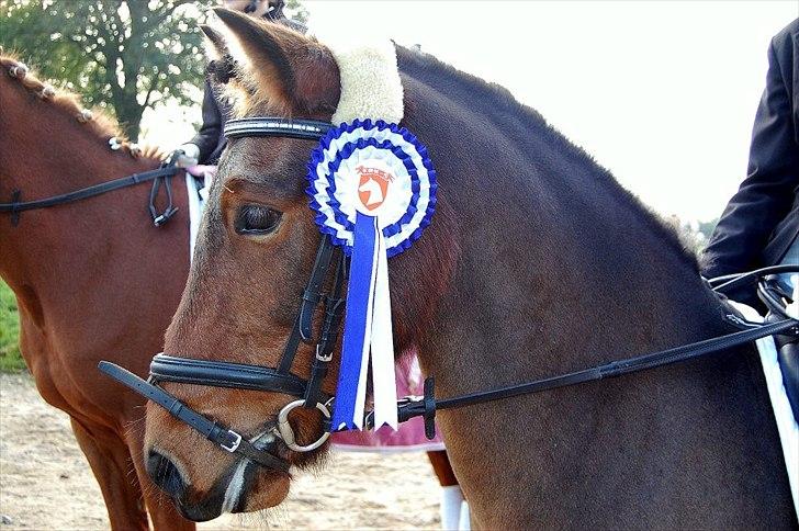 Anden særlig race Sir Arthur - Arthurs første stævne på udebane.
FRK-S 25.september 2011
Resulterede i en delt 2.plads i LC1 - desværre fordi der blev lavet en enkelt fejl i programmet - ellers havde han suverænt holdt 1.pladsen :-) billede 15