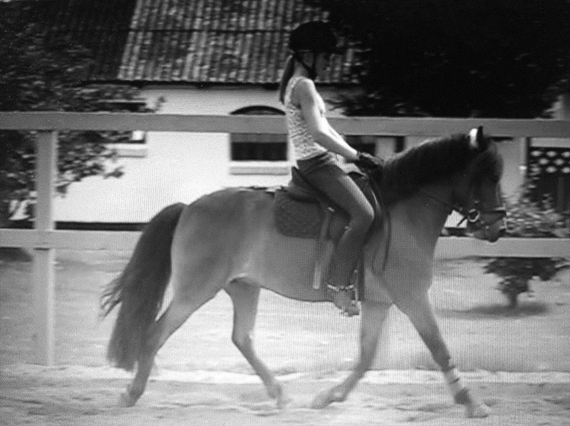 Anden særlig race Sir Arthur - Arthur og Josephine billede 19