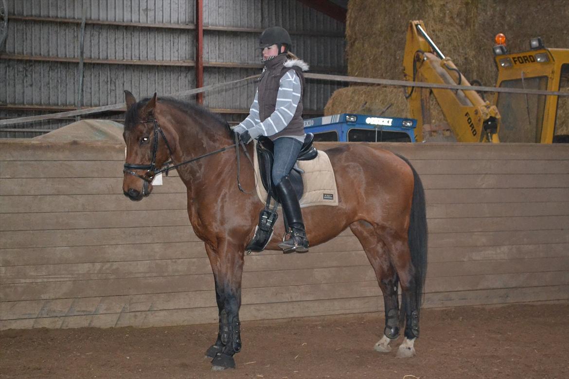 Dansk Varmblod Bounty Af Granlygård -  Foto: Mia Martini billede 7