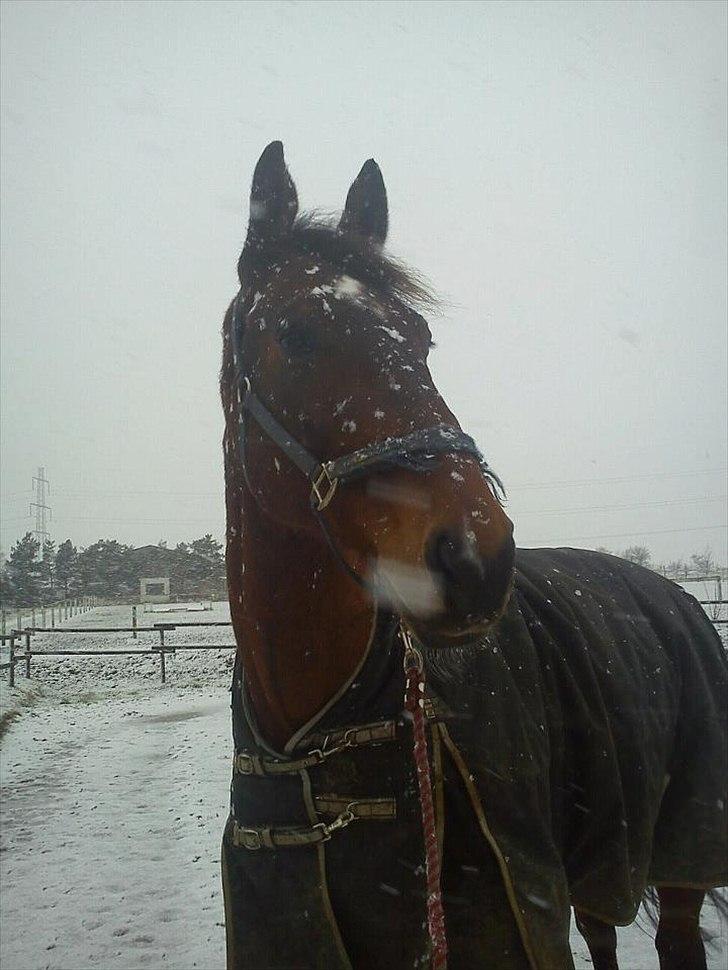 Dansk Varmblod Lucky Lime - Limse i sne'en 2012:D billede 5