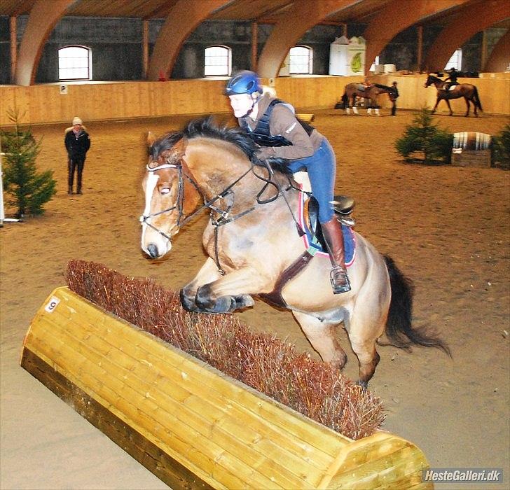 Dansk Varmblod Lemilio Light DM - Indendørs terræntræning på Bökeberg, Marts 2012. Foto: Berit D billede 12