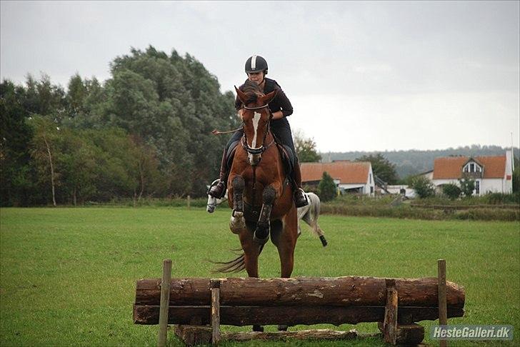 Dansk Varmblod Lemilio Light DM - Flyvende hest :) Foto: Katja B. billede 17