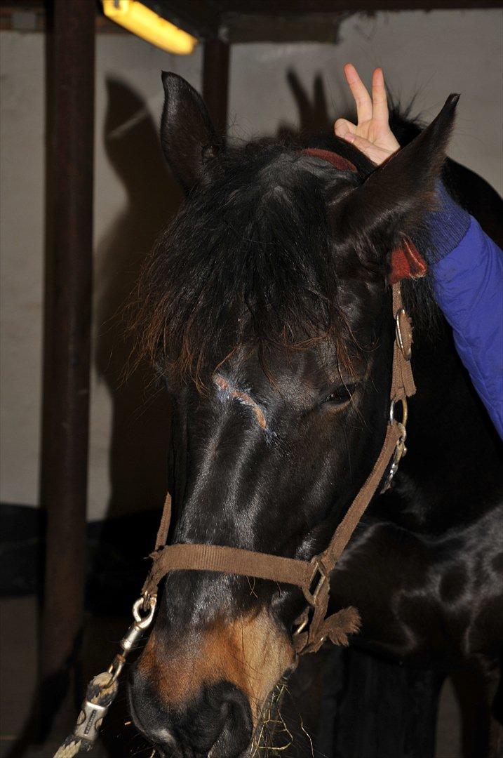 Oldenborg Pedro (min mors) - Pedro og min lillesøster!<3 billede 10