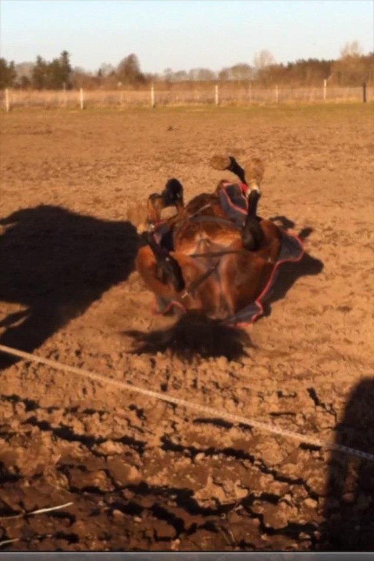 Oldenborg Don Frello - uhhh nyder livet ! billede 11