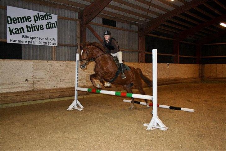 Dansk Varmblod Lucy billede 15