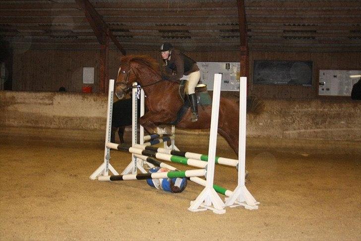 Dansk Varmblod Lucy billede 5