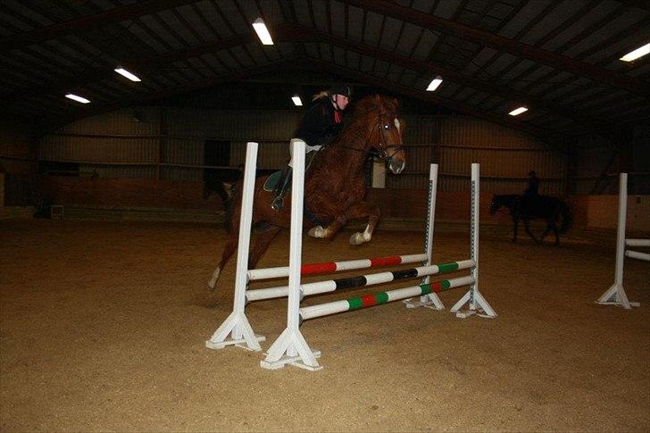 Dansk Varmblod Lucy billede 16