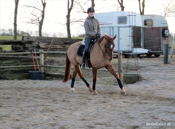 Dansk Varmblod Pariff - Foto: Nanna Michelsen billede 8