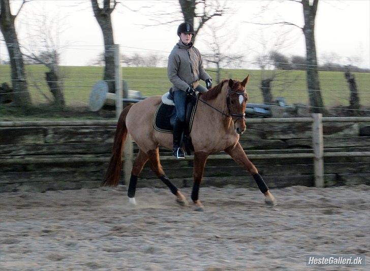 Dansk Varmblod Pariff - Foto: Nanna Michelsen billede 9