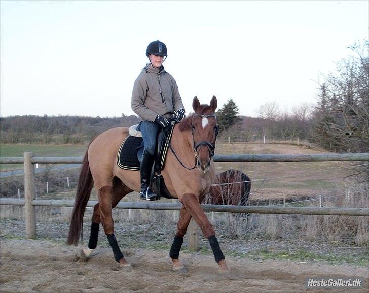 Dansk Varmblod Pariff - Foto: Nanna Michelsen billede 11