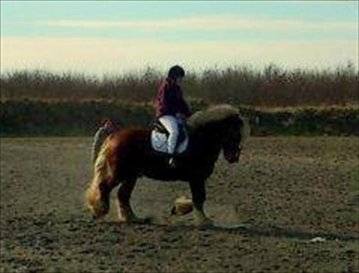 Jyde Lucas - opvarmning til show til hingstekåringen 2012 billede 4