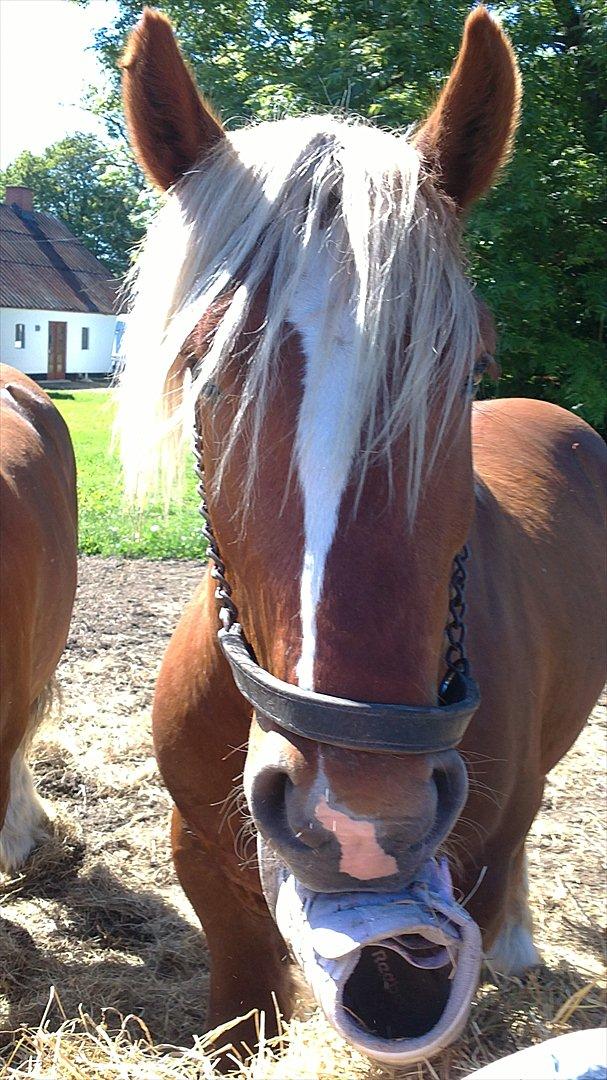 Jyde Lucas - lucas der bare elsker sko billede 6