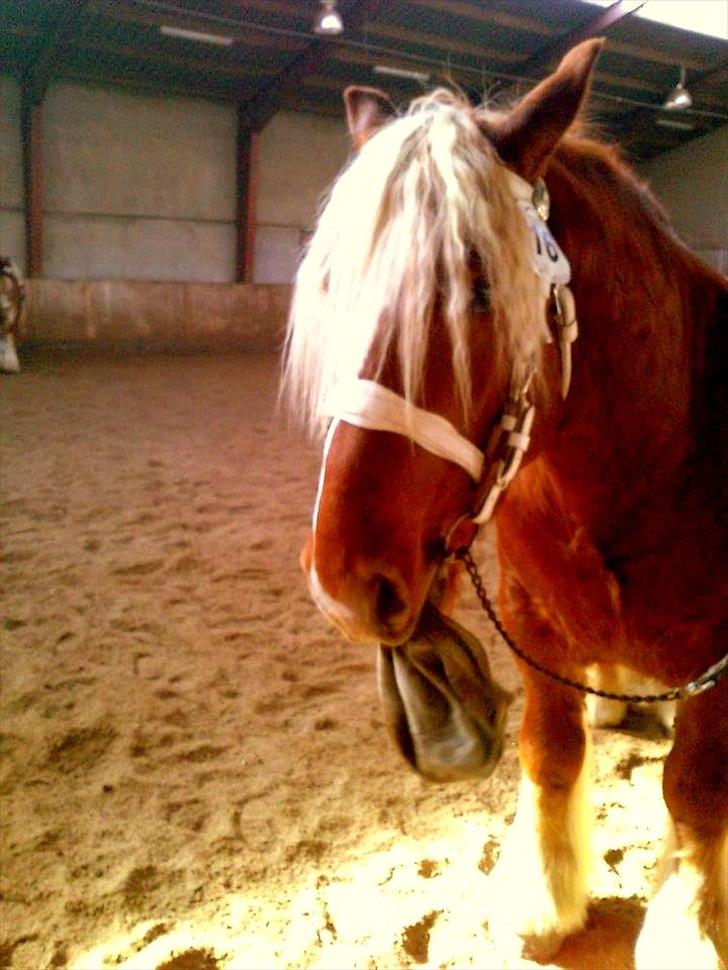 Jyde Lucas billede 7