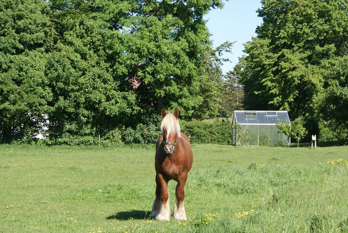 Jyde Lucas billede 10