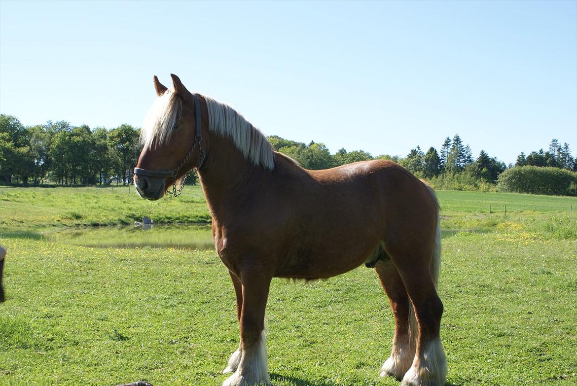 Jyde Lucas billede 11