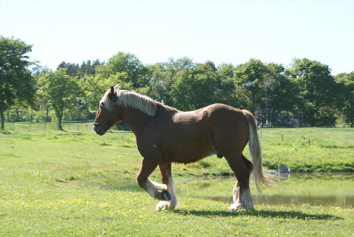 Jyde Lucas billede 12