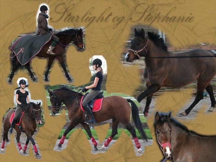 New Forest Starlight billede 11