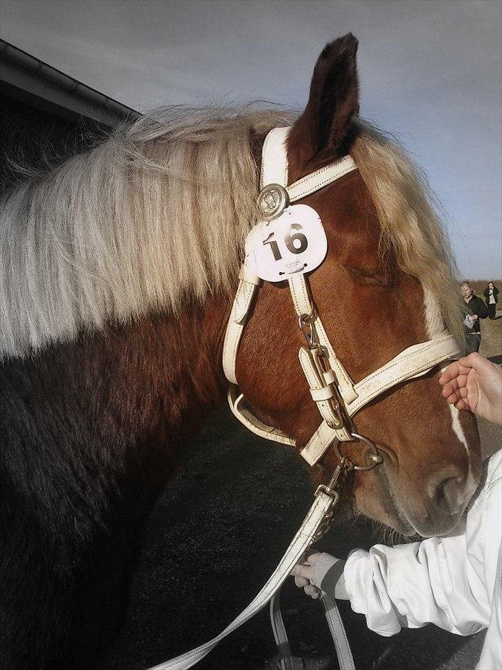 Jyde Lucas billede 13