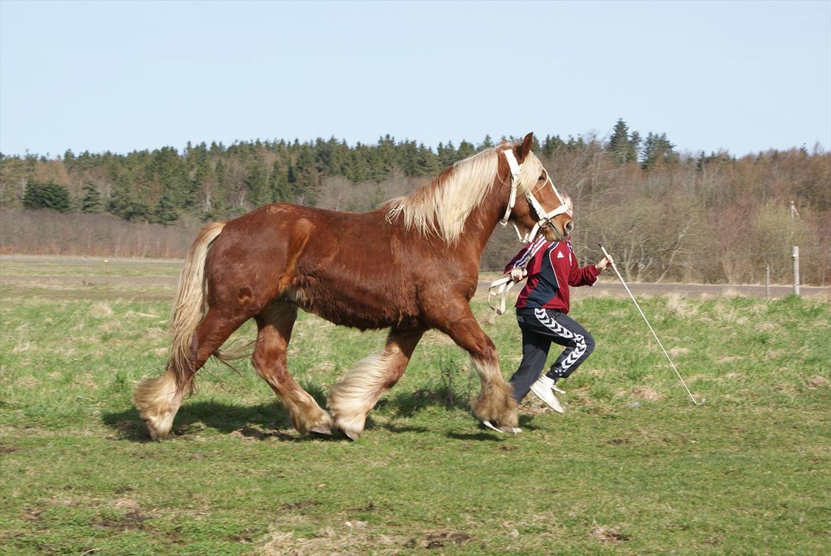 Jyde Lucas billede 14