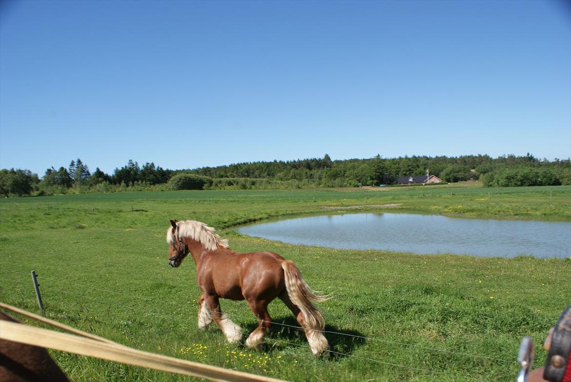 Jyde Lucas billede 15