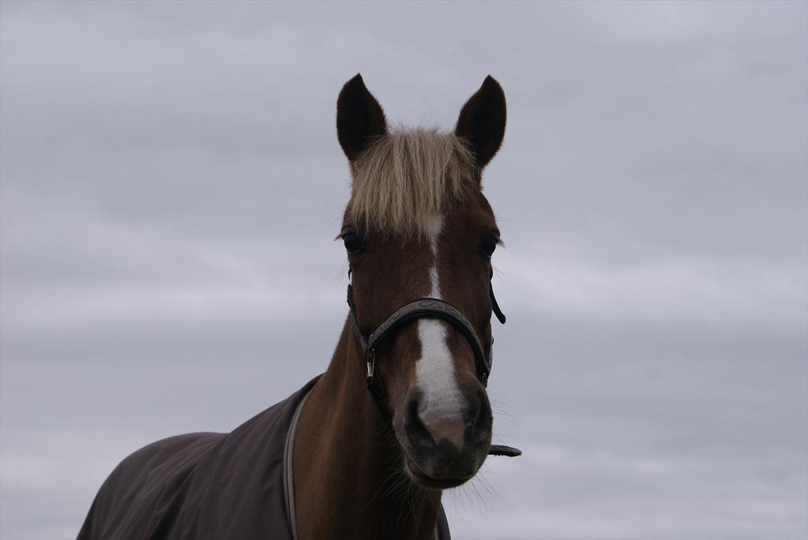 Anden særlig race Kira - 2x klubmester (solgt) - Kira <3 billede 1