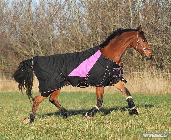 Knabstrupper Robin Surprise billede 3