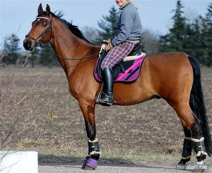 Knabstrupper Robin Surprise billede 6