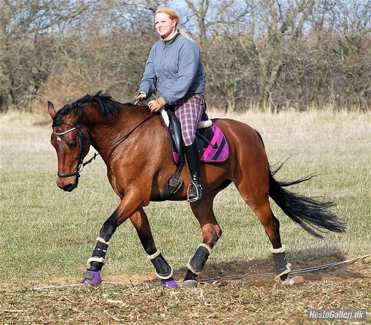Knabstrupper Robin Surprise billede 8