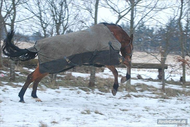Knabstrupper Robin Surprise billede 12