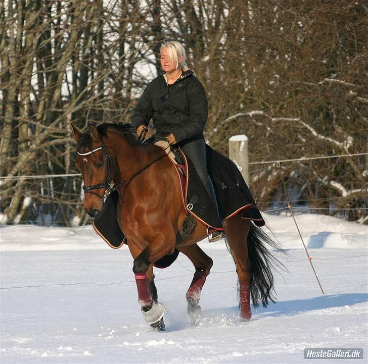 Knabstrupper Robin Surprise billede 13