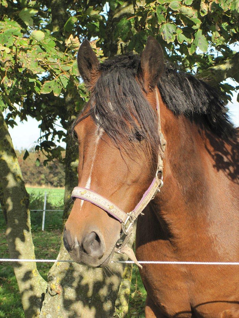 Anden særlig race Bell-Air (Bella) - Sommer 2011 billede 1