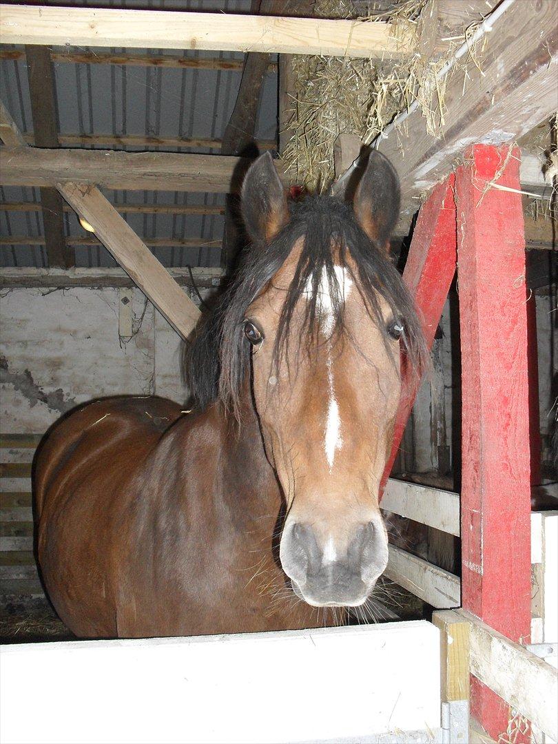 Anden særlig race Bell-Air (Bella) billede 9