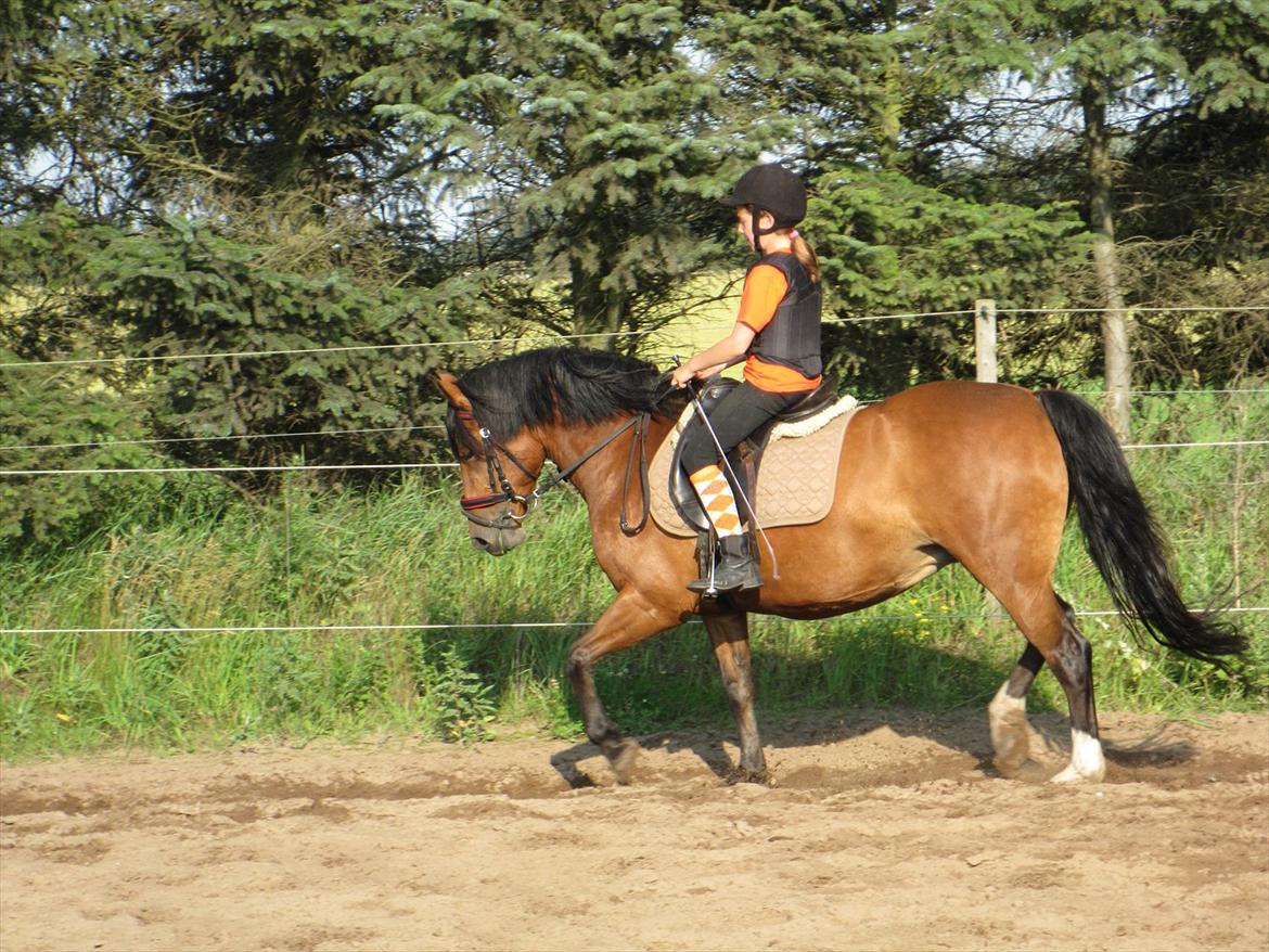 Anden særlig race Bell-Air (Bella) - En af de få men dejlige rideture jeg har fået på Bella billede 2