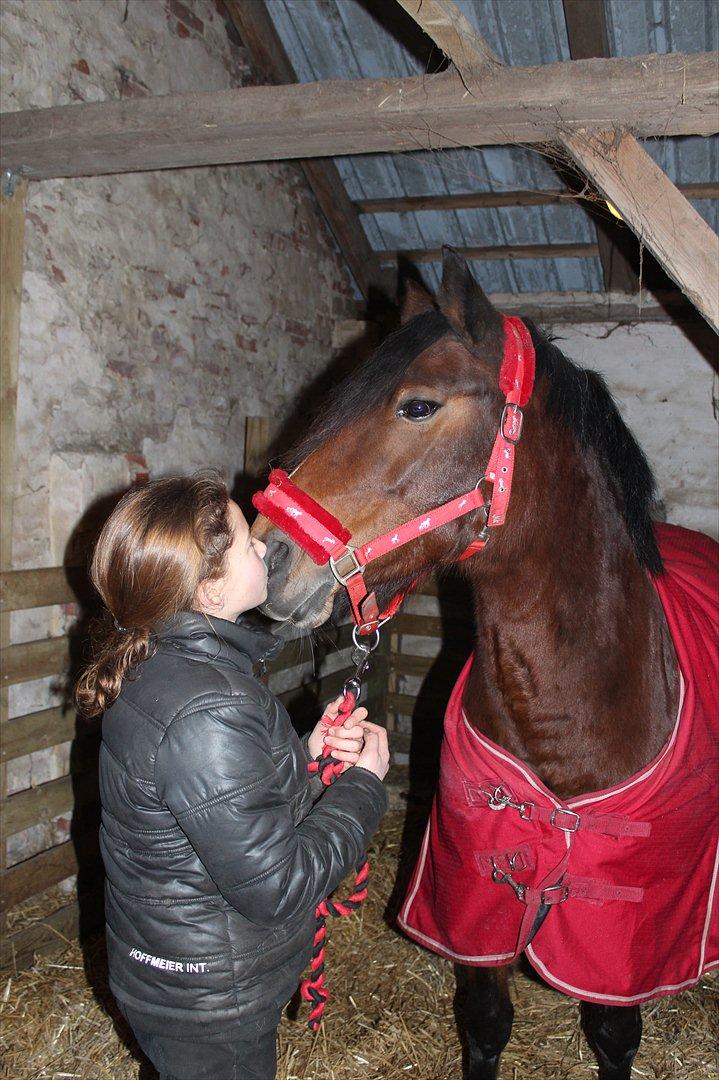 Anden særlig race Bell-Air (Bella) billede 10