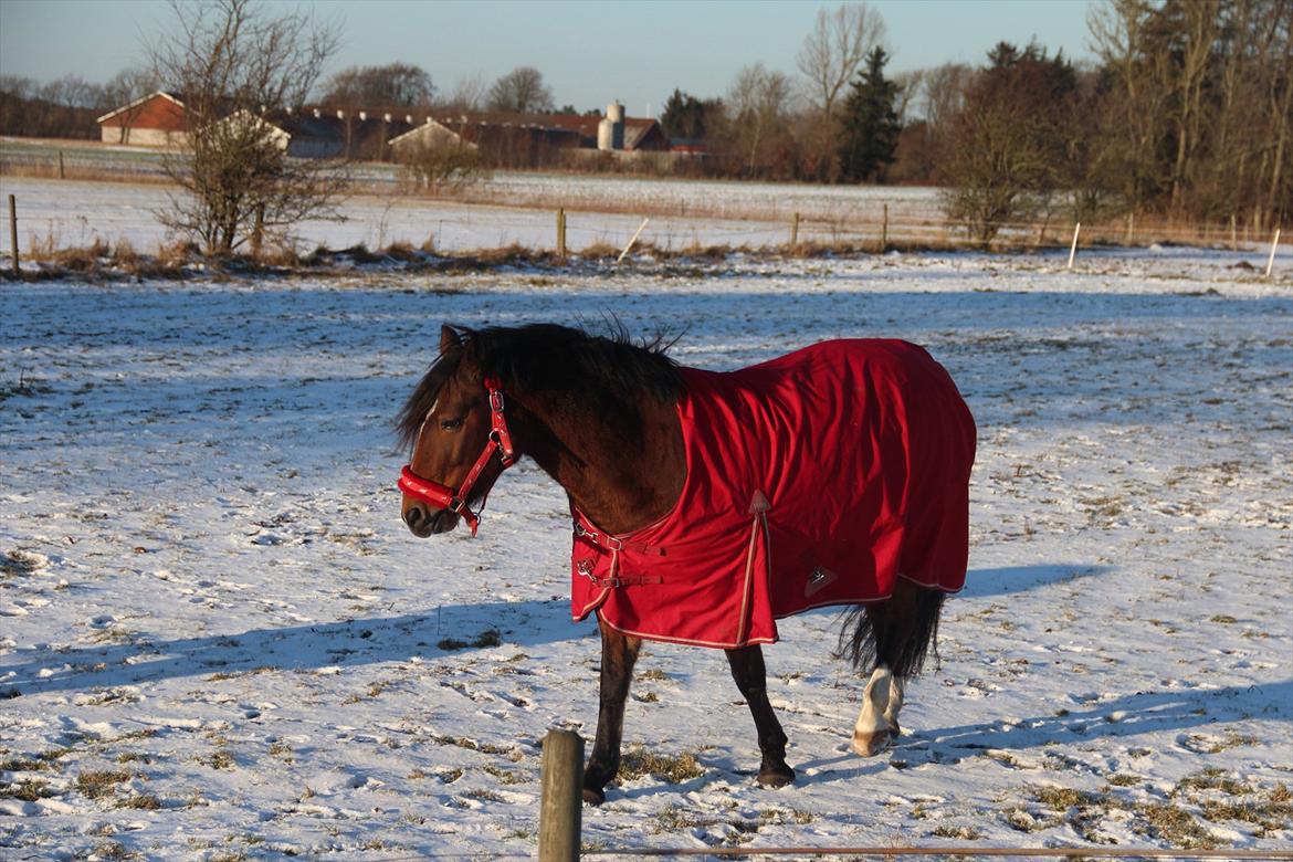 Anden særlig race Bell-Air (Bella) billede 11