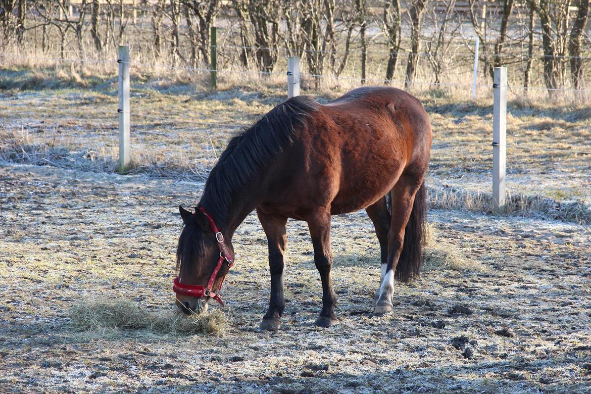 Anden særlig race Bell-Air (Bella) billede 12