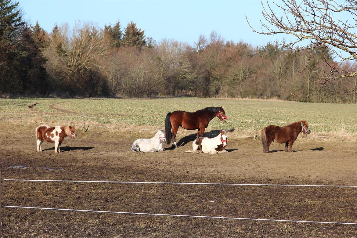 Anden særlig race Bell-Air (Bella) billede 13