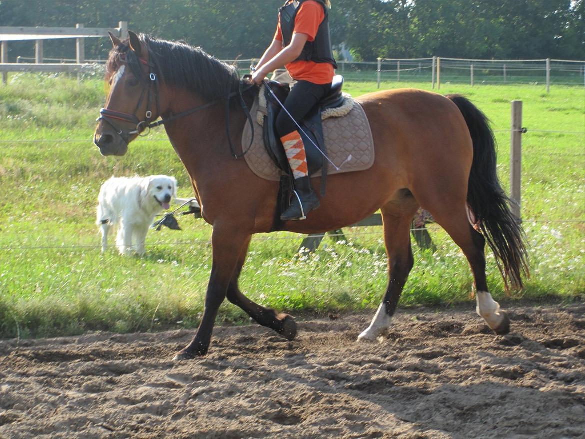 Anden særlig race Bell-Air (Bella) billede 4