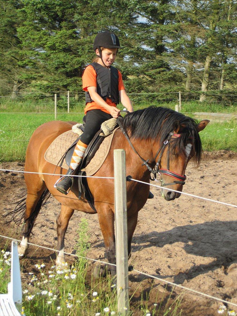 Anden særlig race Bell-Air (Bella) billede 3