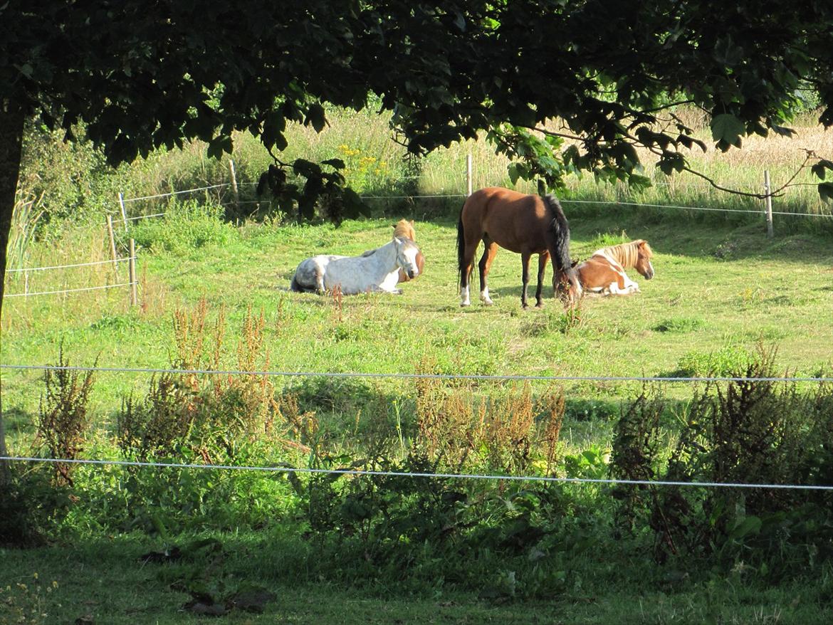 Anden særlig race Bell-Air (Bella) - Hjemme sammen med vores andre ponyer billede 7