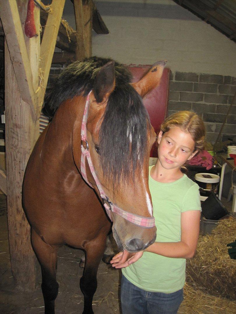 Anden særlig race Bell-Air (Bella) - Hjemme i stalden billede 6