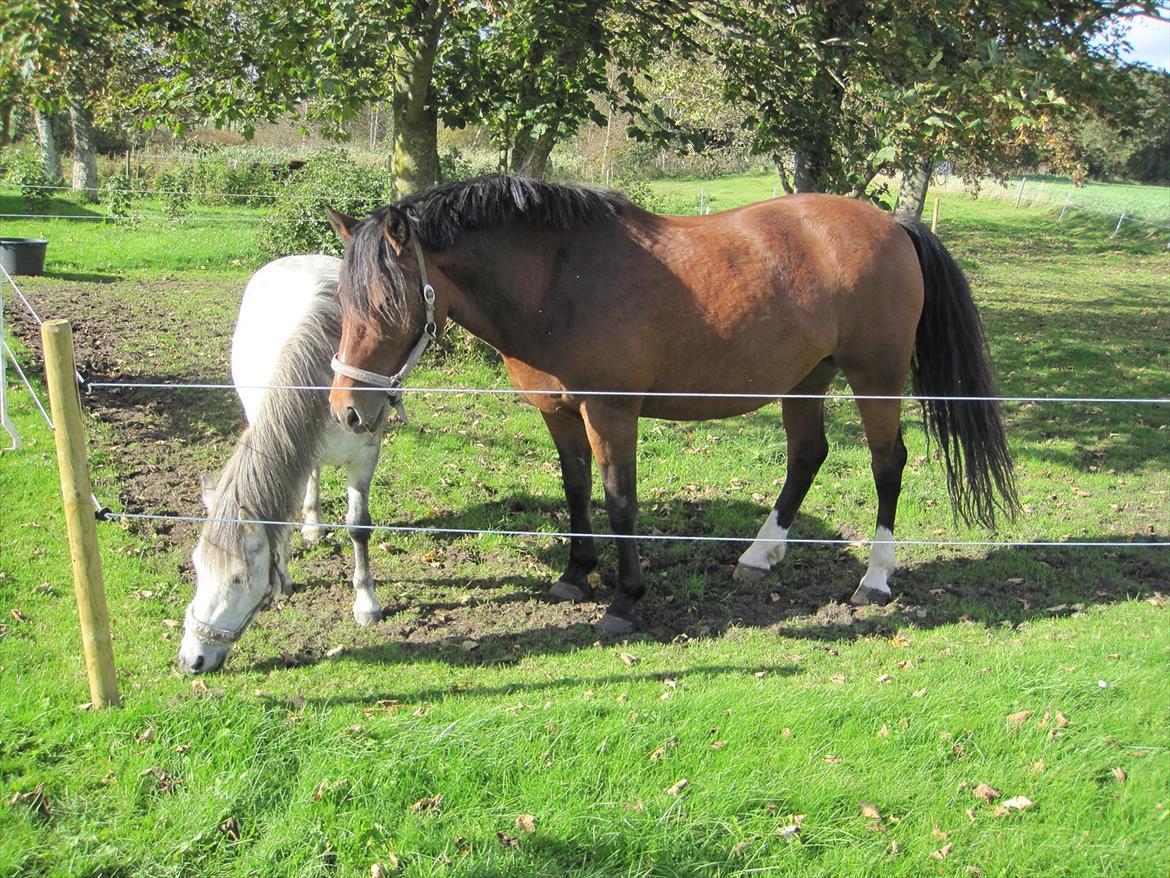 Anden særlig race Bell-Air (Bella) billede 5